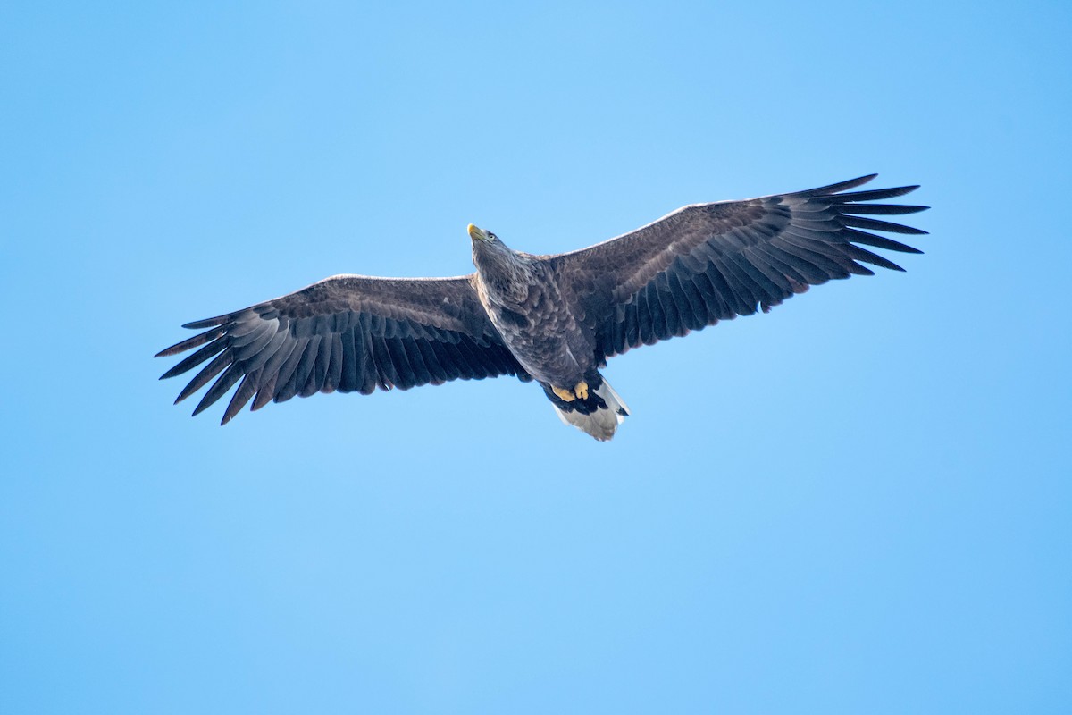 White-tailed Eagle - ML623189011