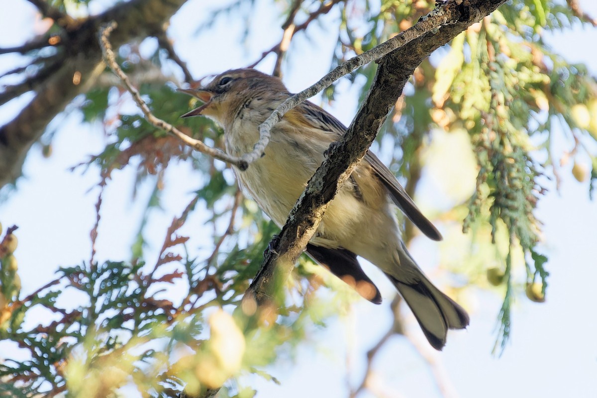 Yellow-rumped Warbler - ML623189026