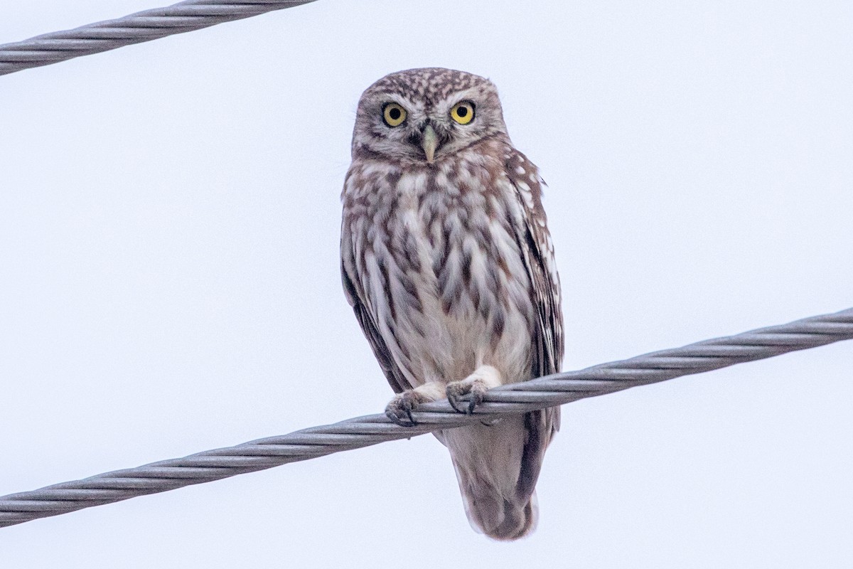 Little Owl - ML623189033