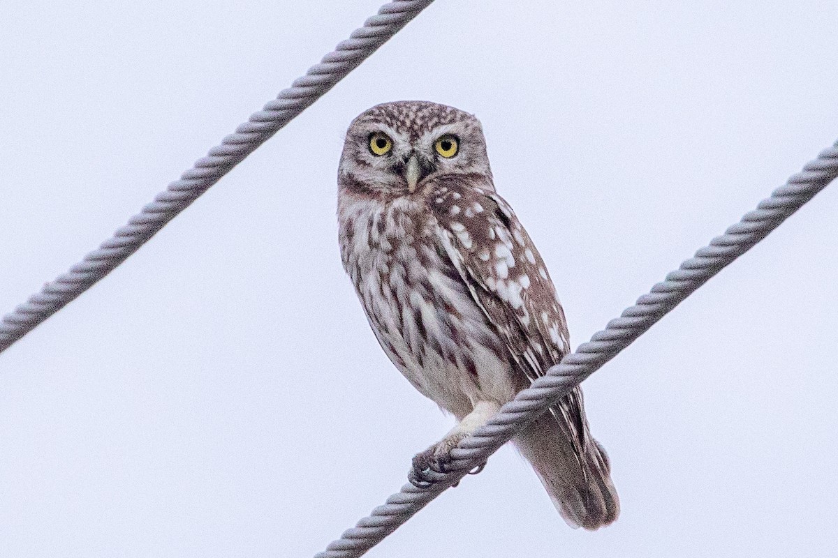 Little Owl - ML623189036