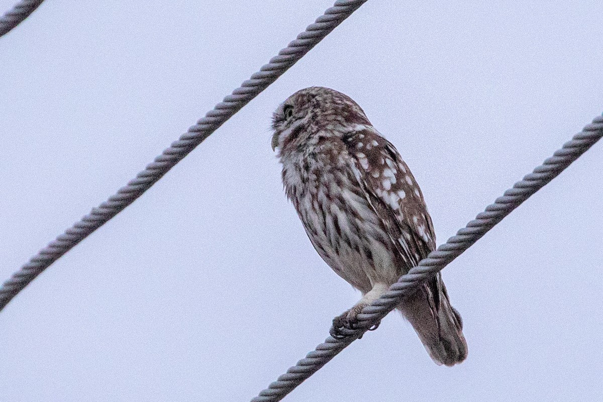 Little Owl - ML623189037