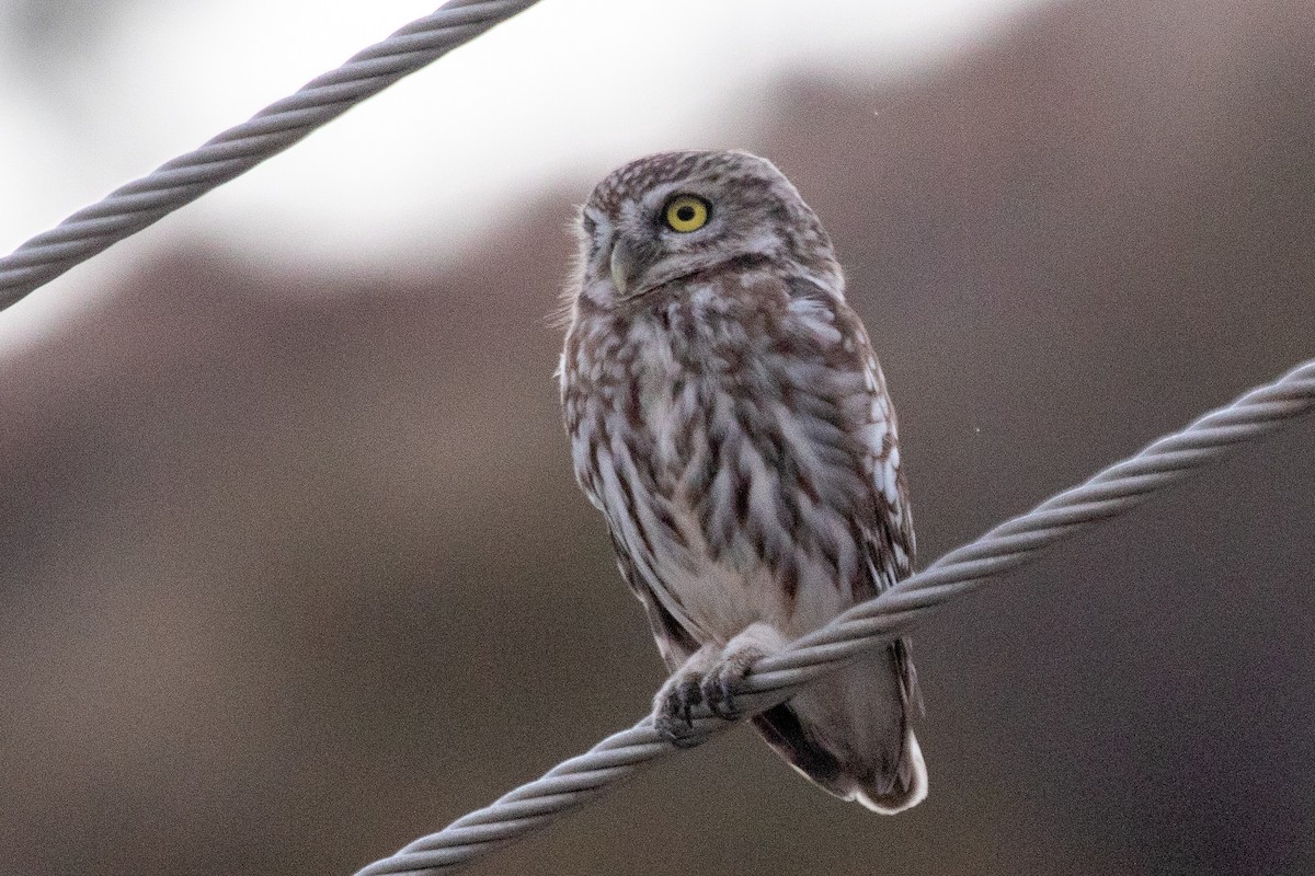 Little Owl - ML623189040