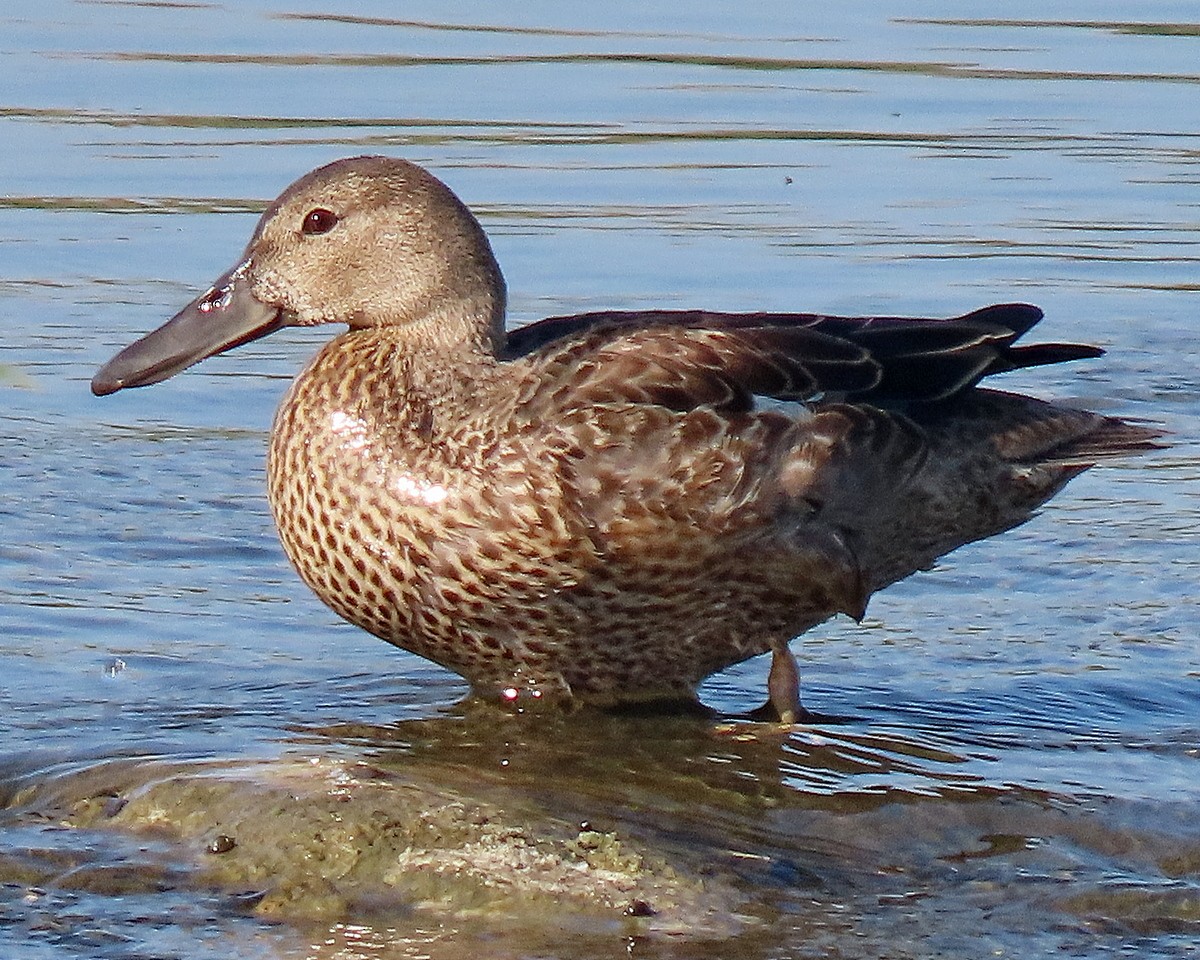 Cinnamon Teal - ML623189048