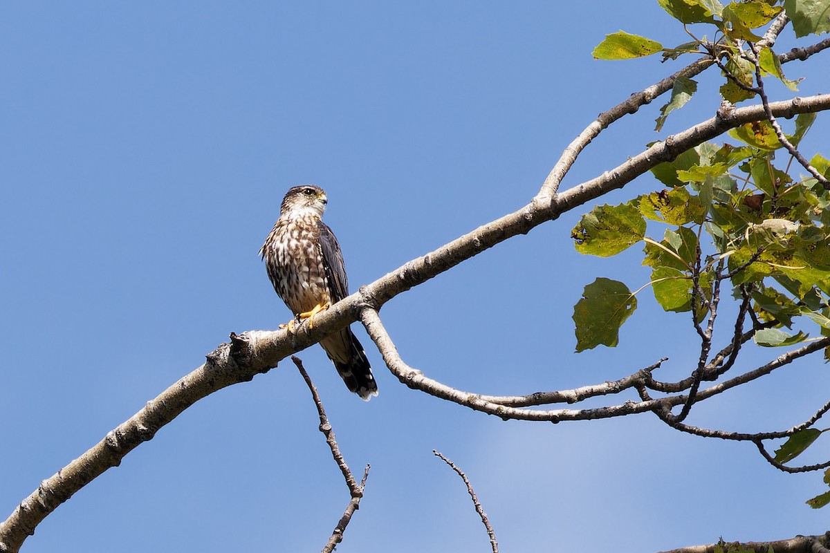 Merlin - Lynda Noel