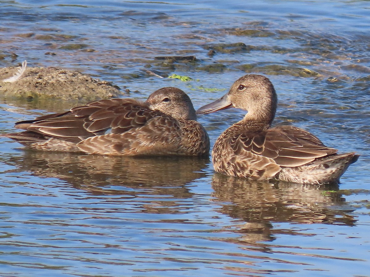 Cinnamon Teal - greg slak