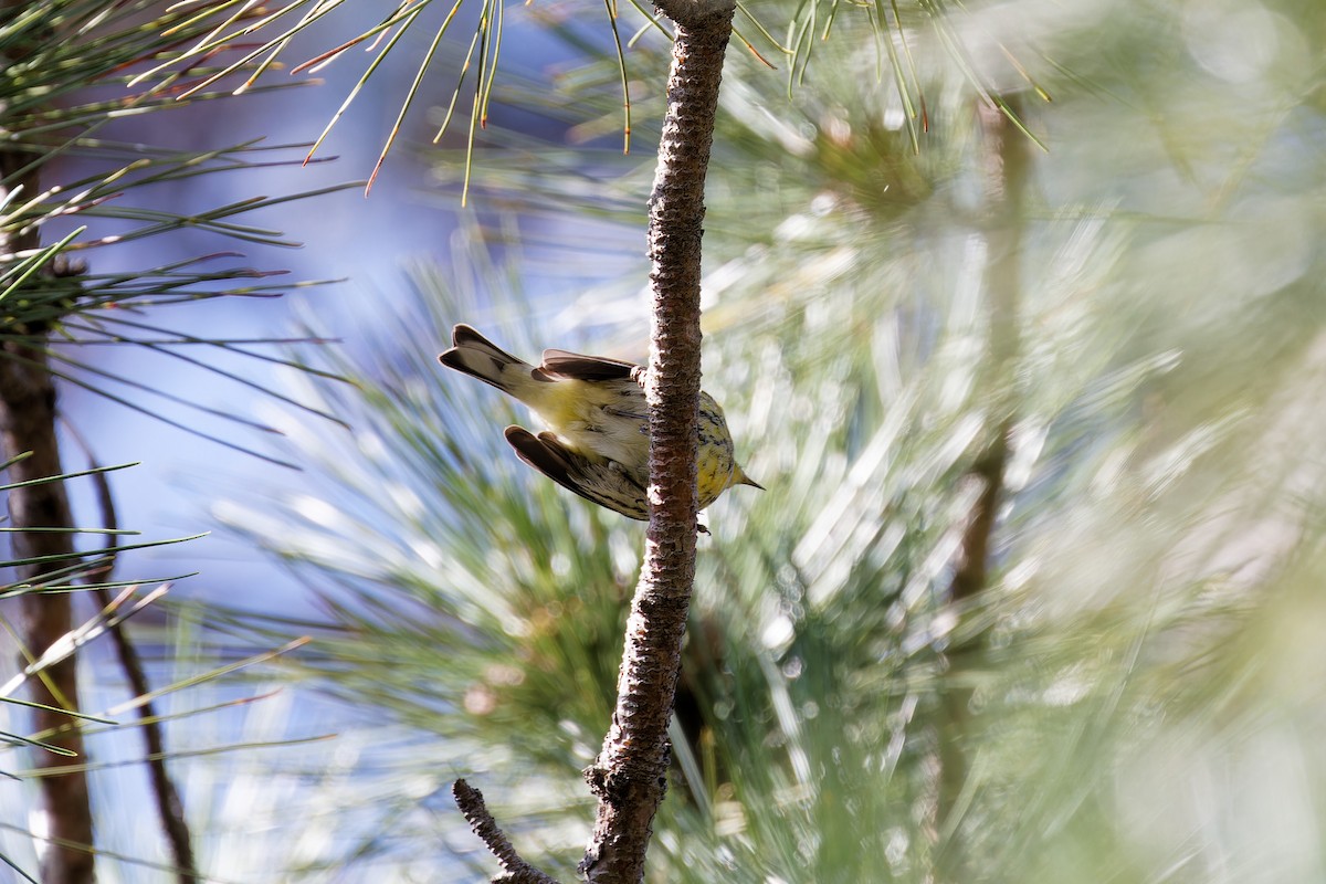 Cape May Warbler - ML623189144