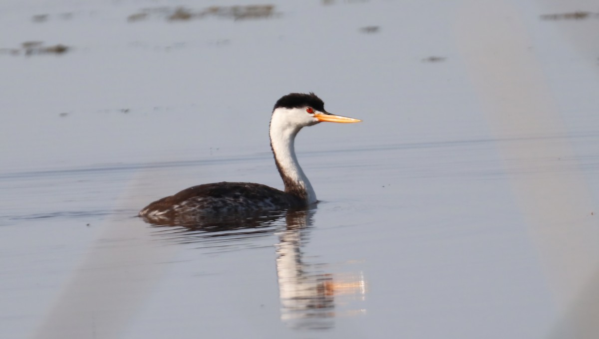 Clark's Grebe - ML623189167