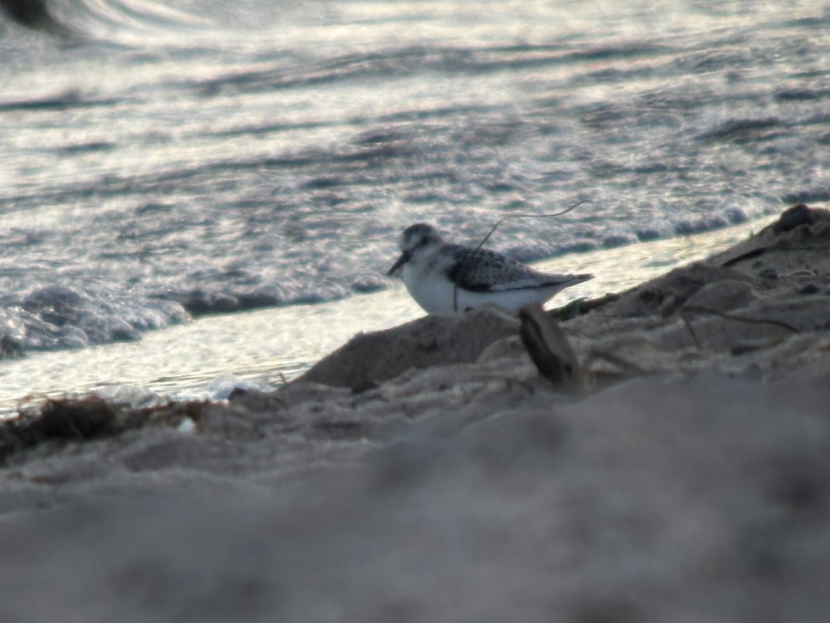 Bécasseau sanderling - ML623189171