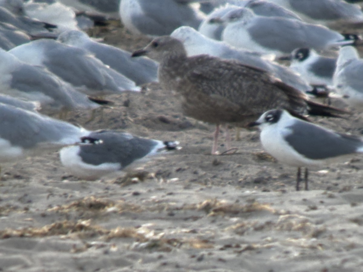 Franklin's Gull - ML623189177