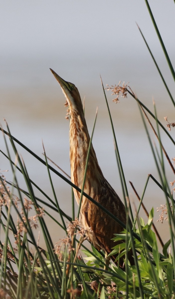 American Bittern - ML623189181