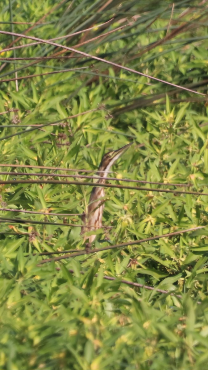 American Bittern - ML623189182