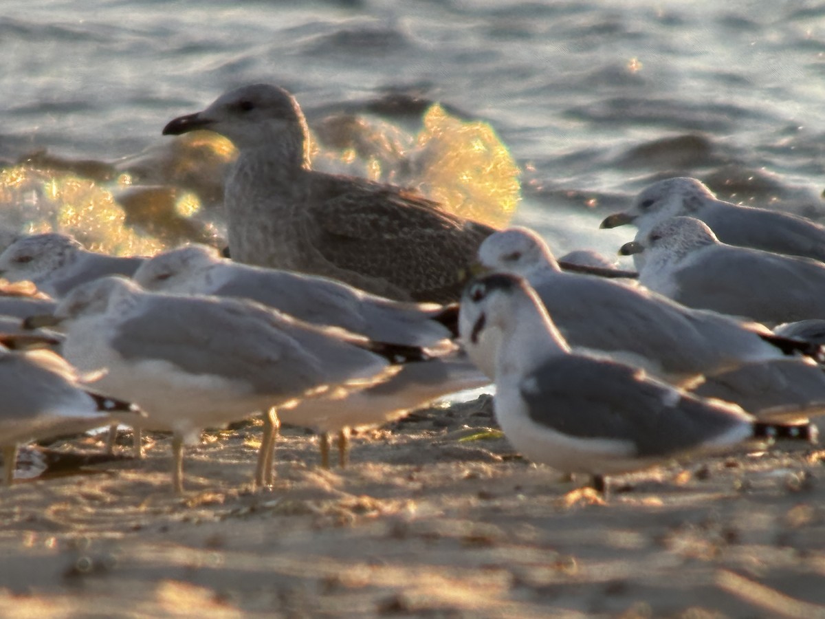 Herring Gull (American) - ML623189185