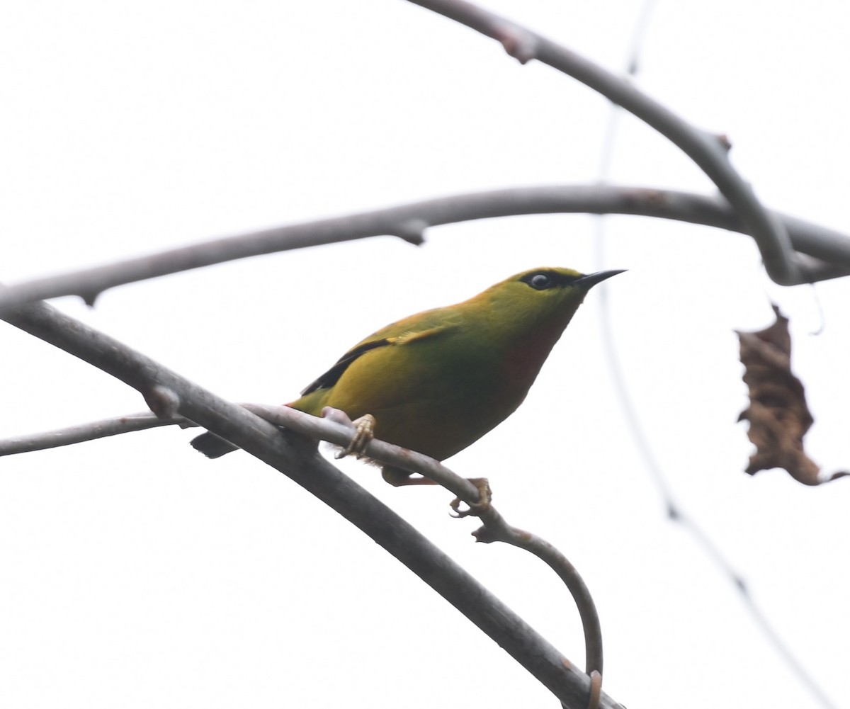 Fire-tailed Myzornis - Sandra Brown