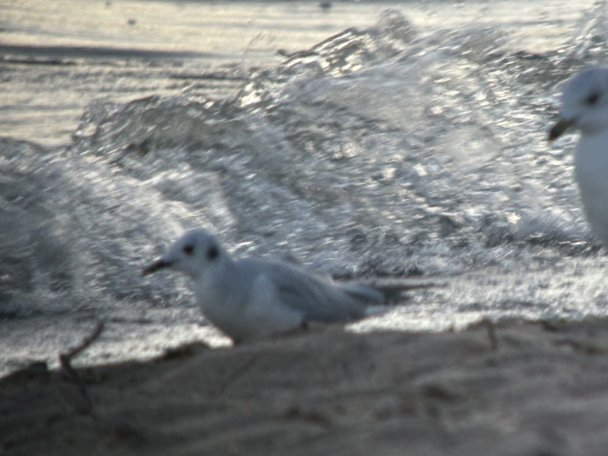 Bonaparte's Gull - ML623189193