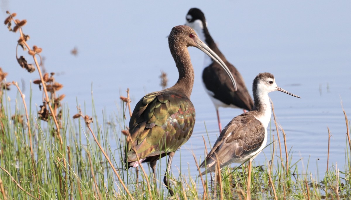 White-faced Ibis - ML623189220