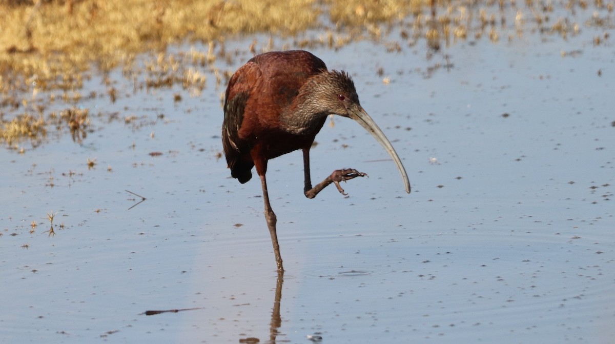 White-faced Ibis - ML623189221