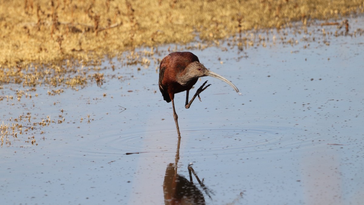 White-faced Ibis - ML623189222