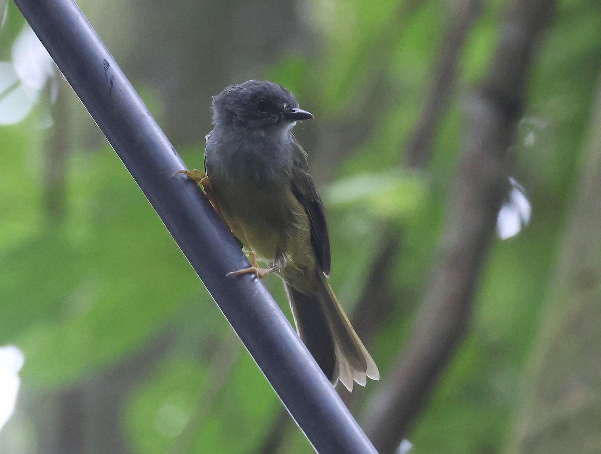 Gray-throated Warbler - ML623189230