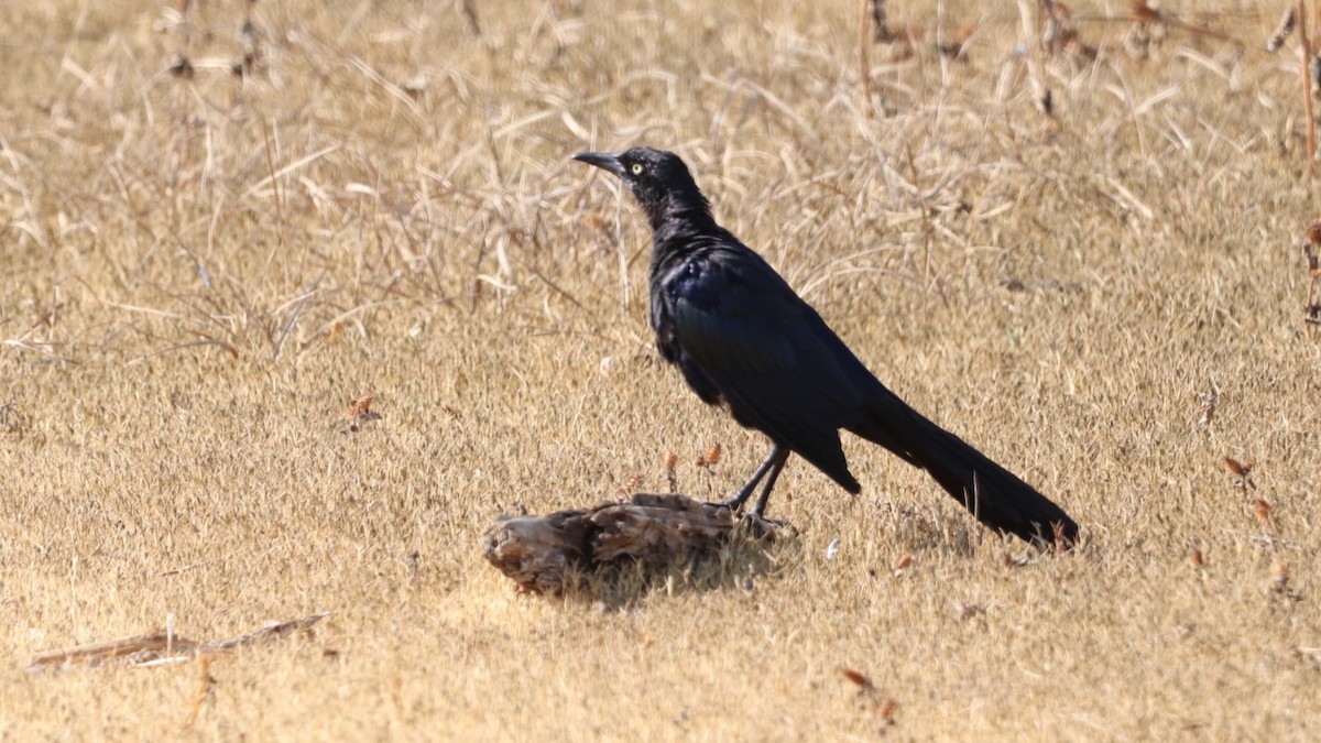 Great-tailed Grackle - ML623189237