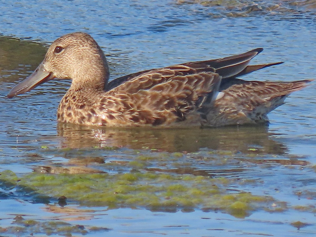 Cinnamon Teal - ML623189284