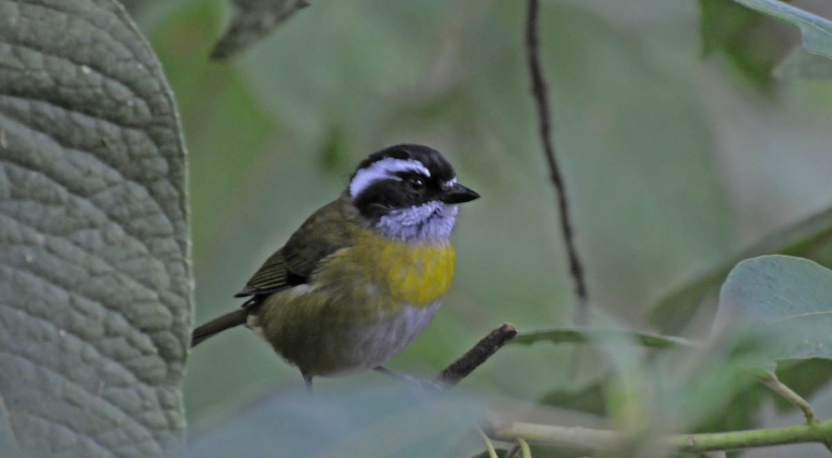 Sooty-capped Chlorospingus - Ted Sears