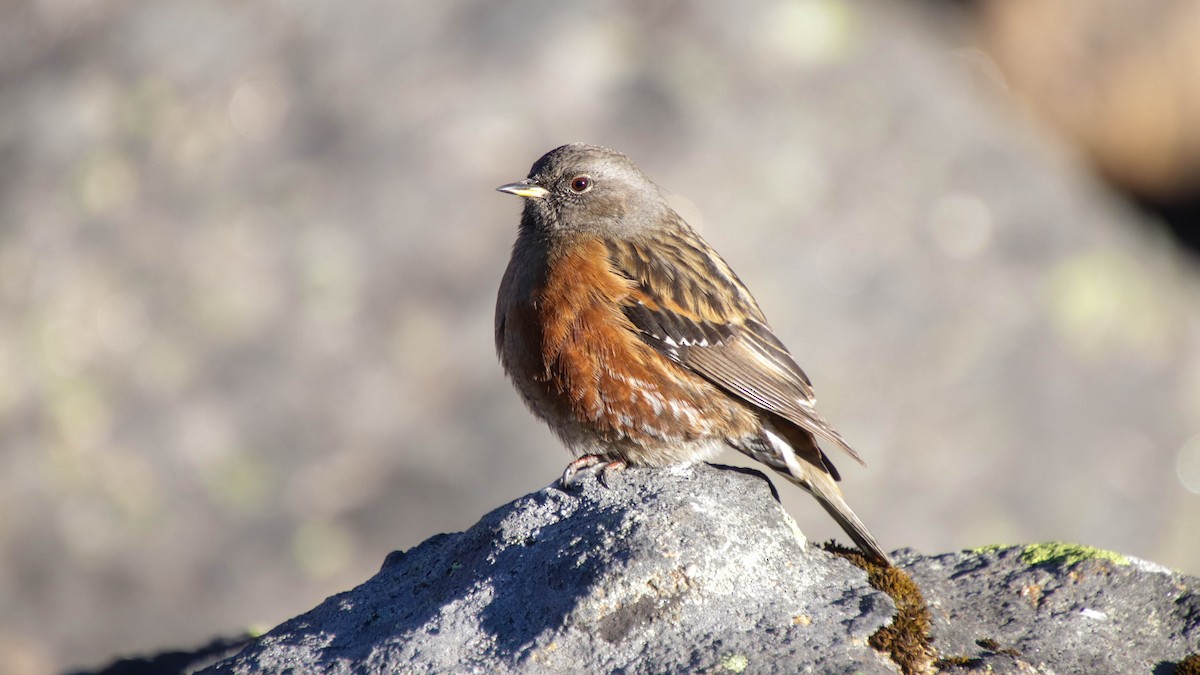 Alpine Accentor - ML623189298