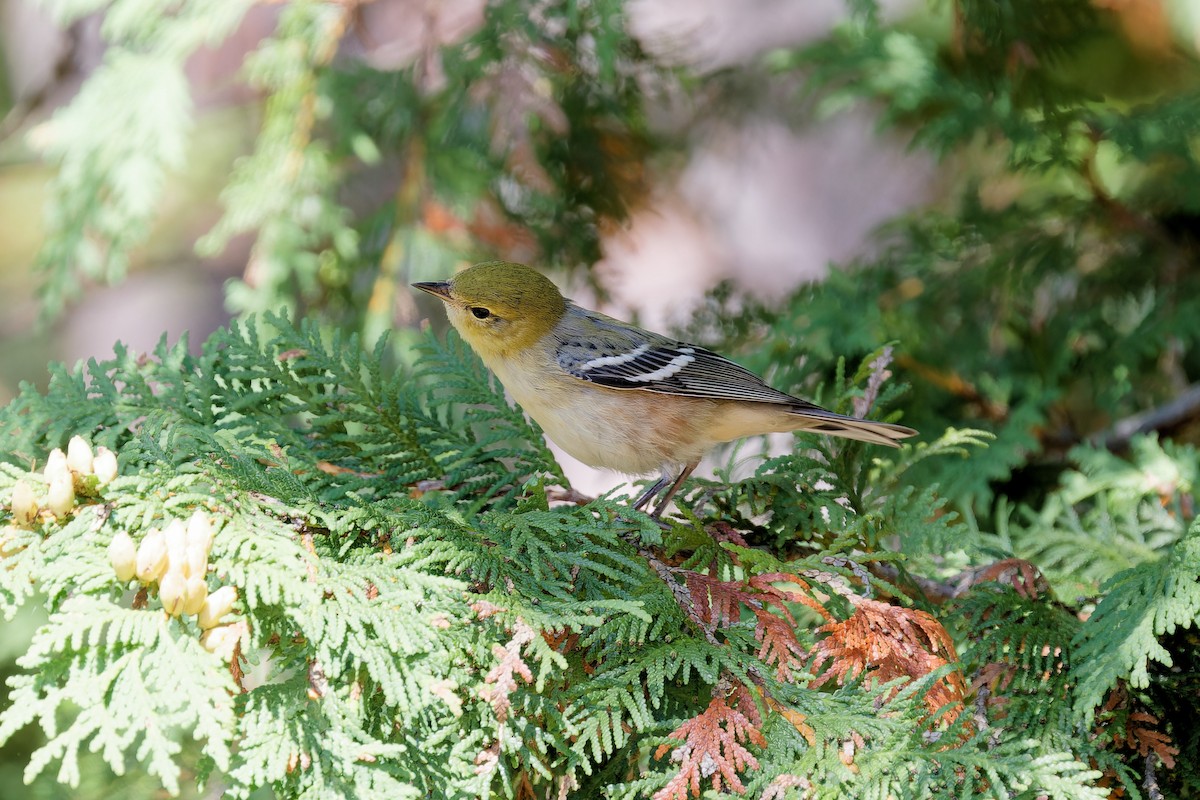 Bay-breasted Warbler - ML623189303