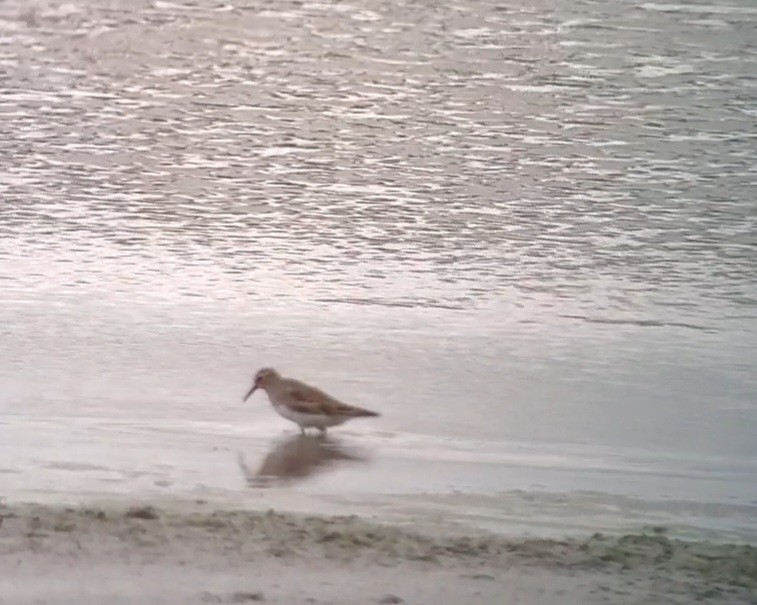 White-rumped Sandpiper - ML623189312