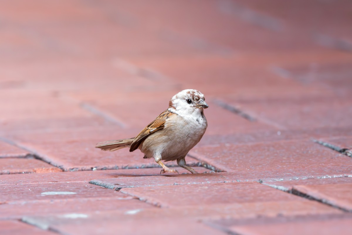 Eurasian Tree Sparrow - ML623189336