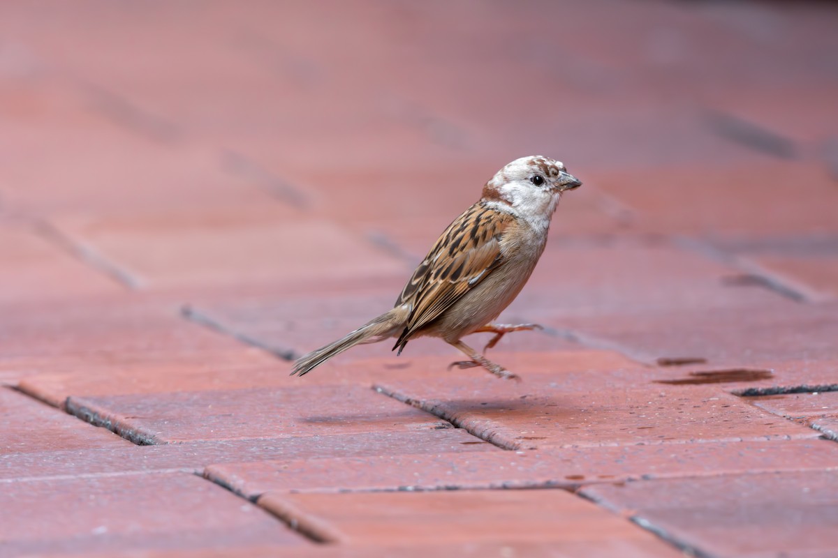 Eurasian Tree Sparrow - ML623189338