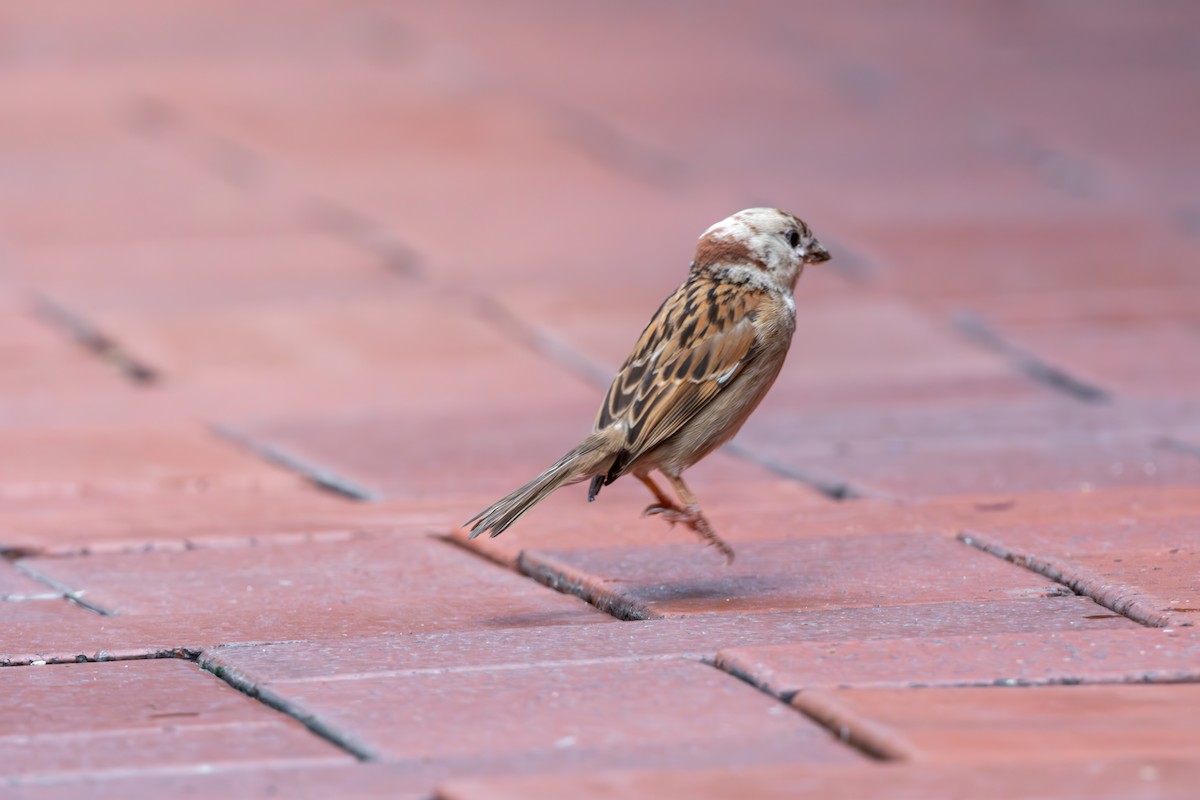 Eurasian Tree Sparrow - ML623189339