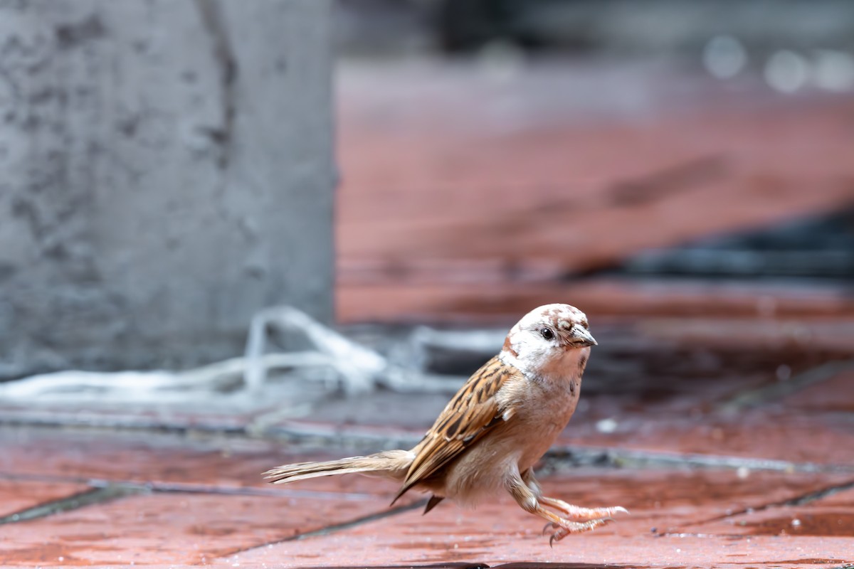 Eurasian Tree Sparrow - ML623189341