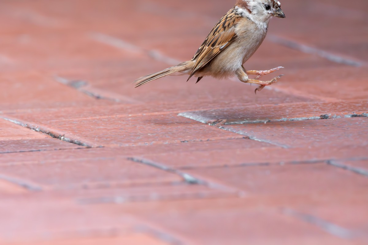 Eurasian Tree Sparrow - ML623189342