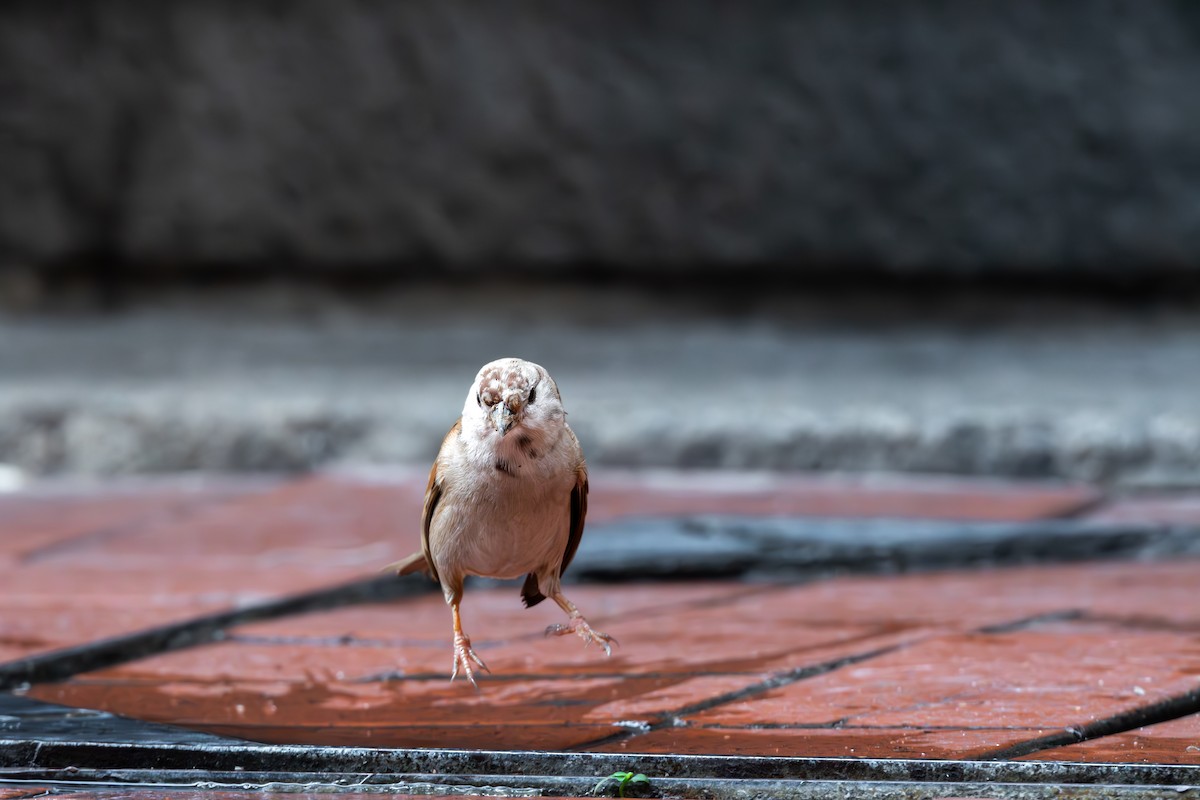 Eurasian Tree Sparrow - ML623189343