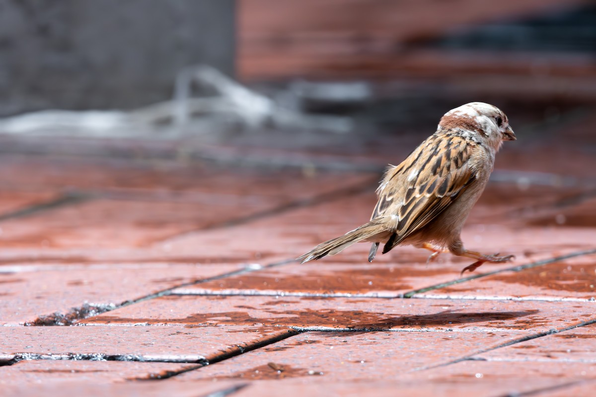 Eurasian Tree Sparrow - ML623189344