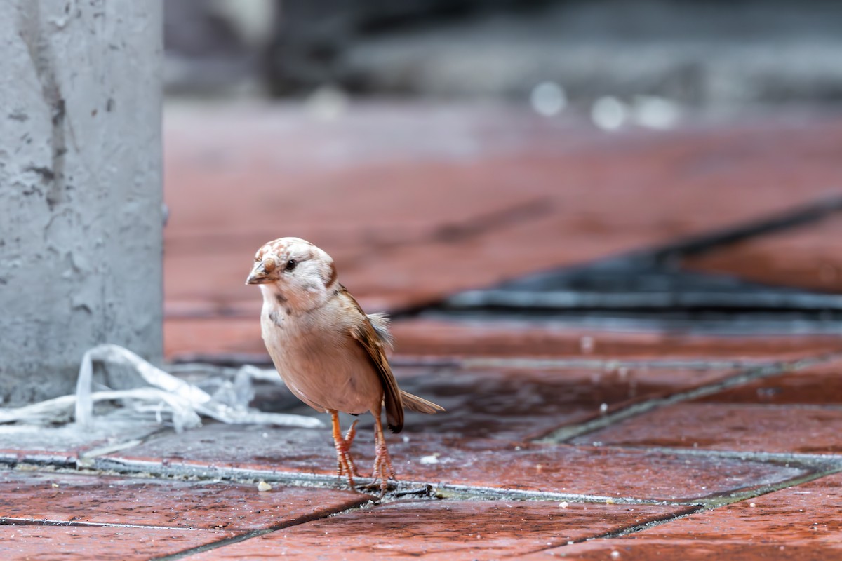 Eurasian Tree Sparrow - ML623189345