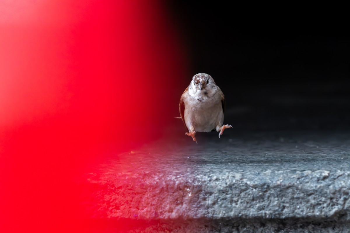 Eurasian Tree Sparrow - ML623189346