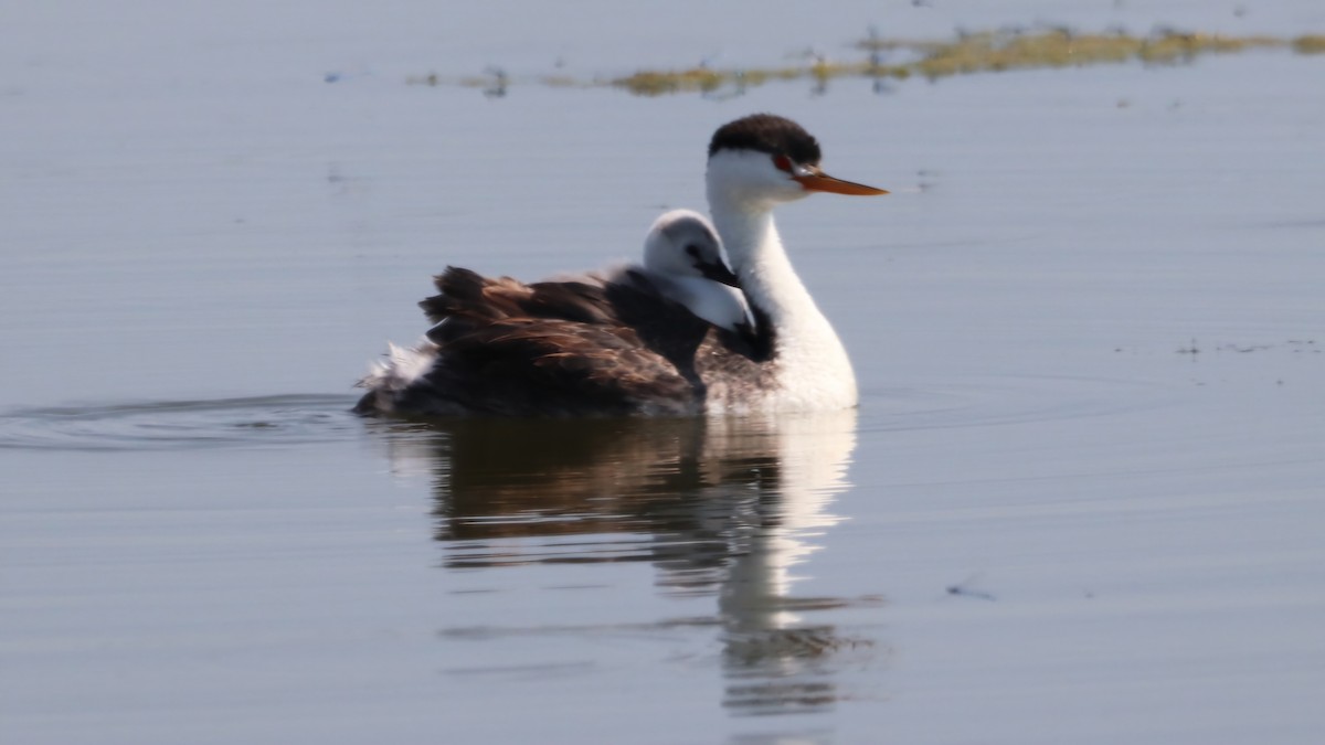 Clark's Grebe - ML623189350