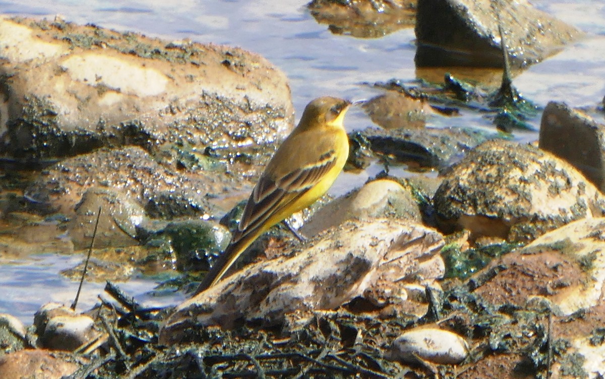 Western Yellow Wagtail (feldegg) - ML623189355