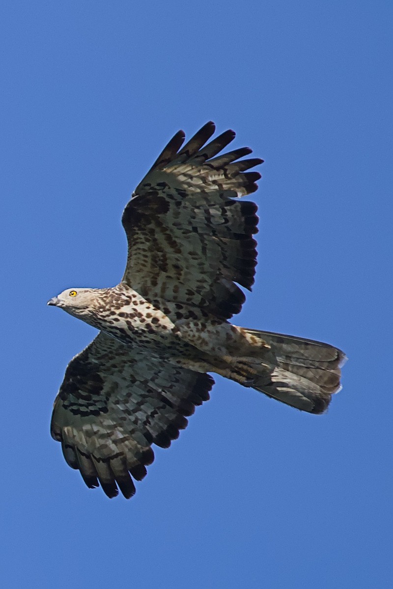 Falco pecchiaiolo - ML623189378