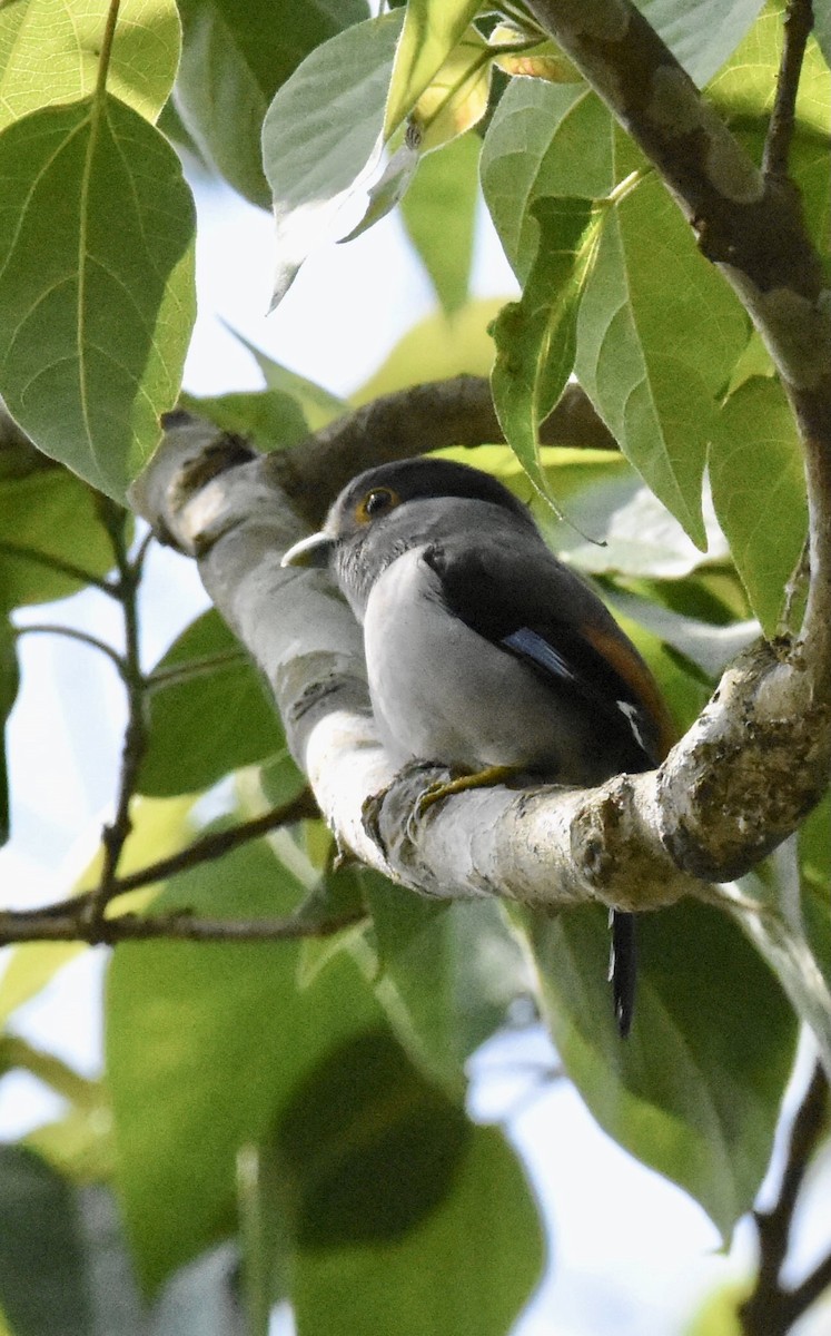 Gray-lored Broadbill - ML623189398