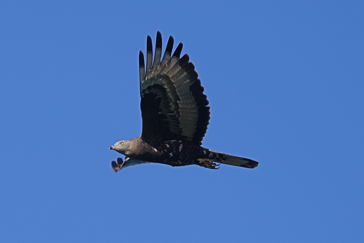 Falco pecchiaiolo - ML623189415