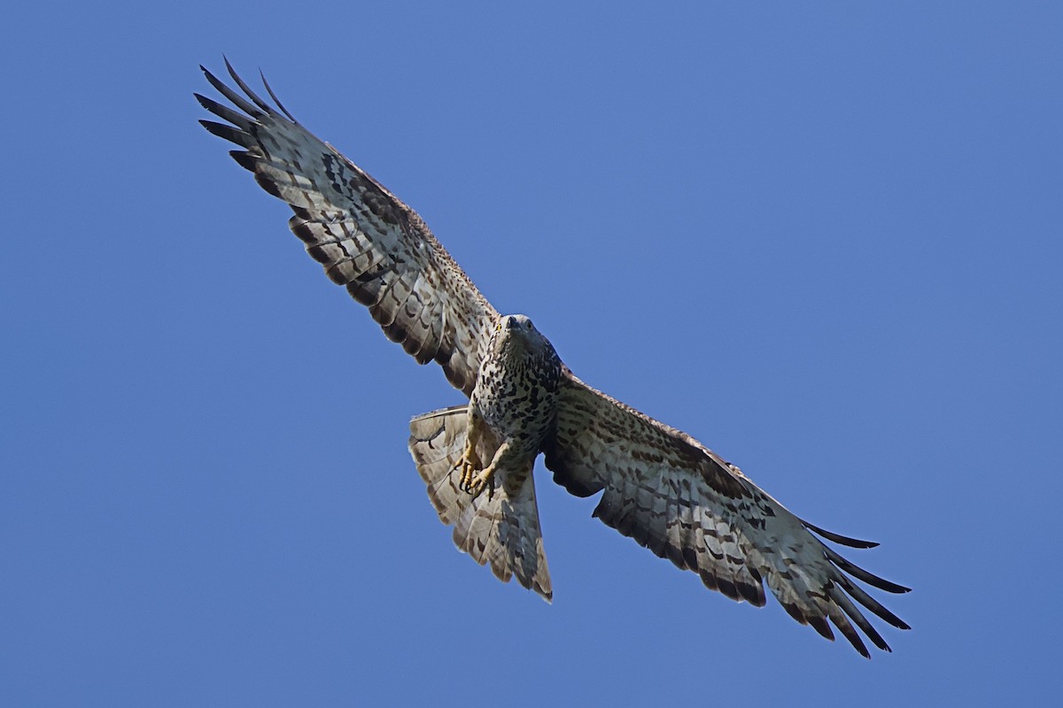 Falco pecchiaiolo - ML623189505
