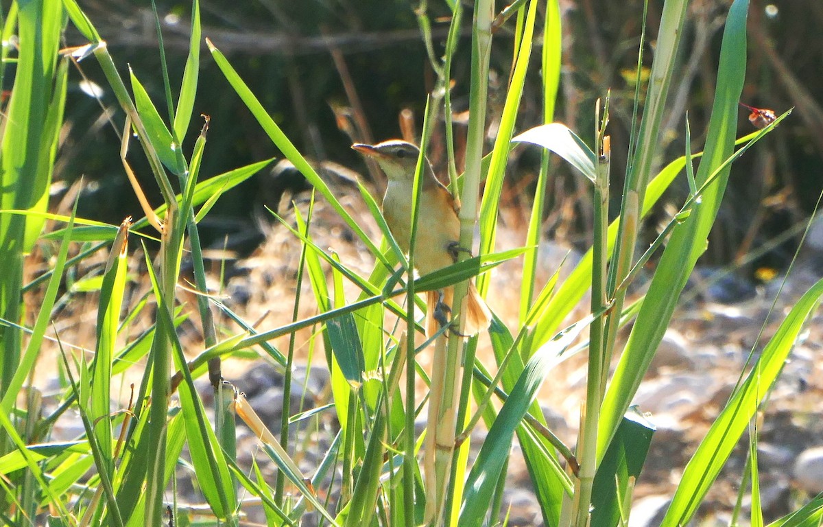 Great Reed Warbler - ML623189510