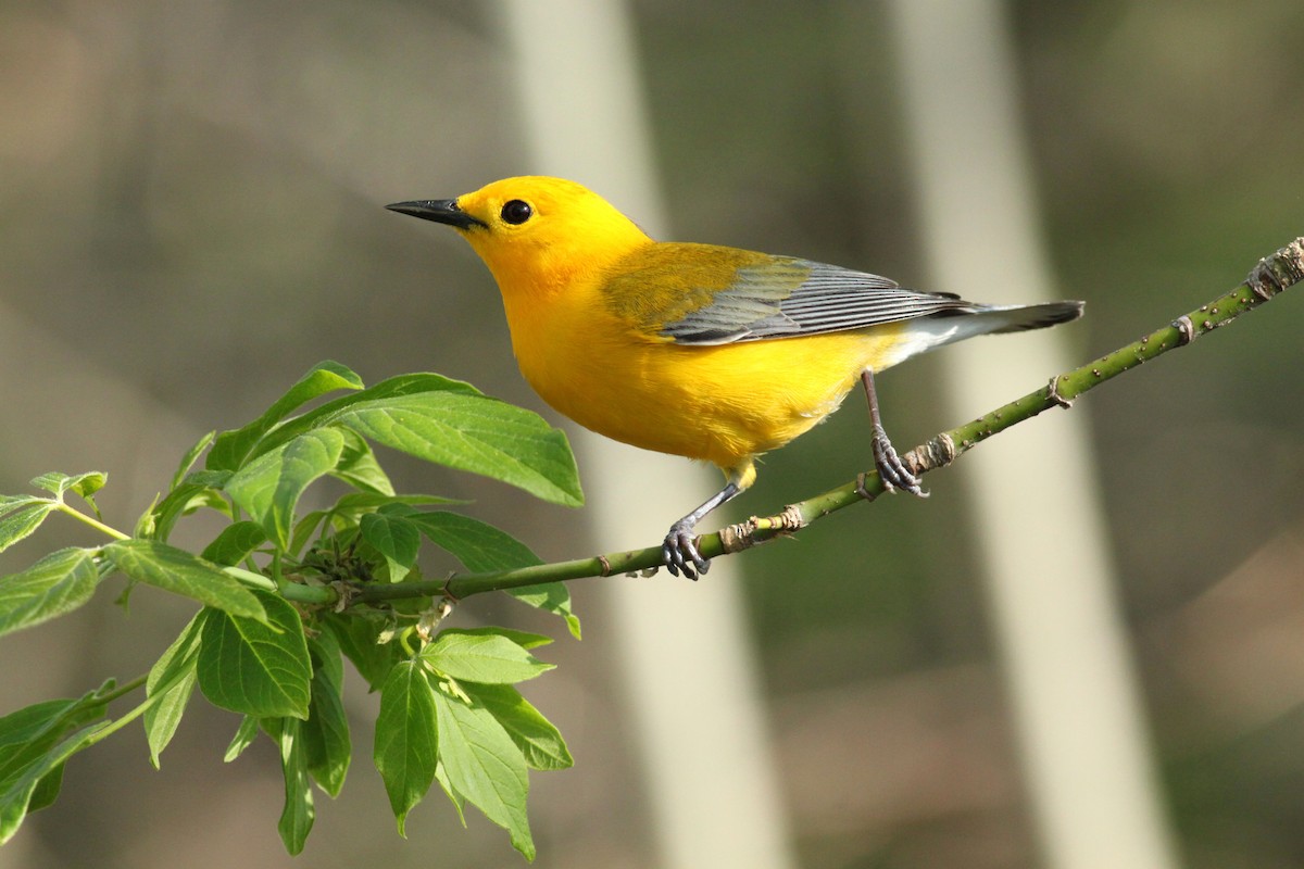 Prothonotary Warbler - ML623189597