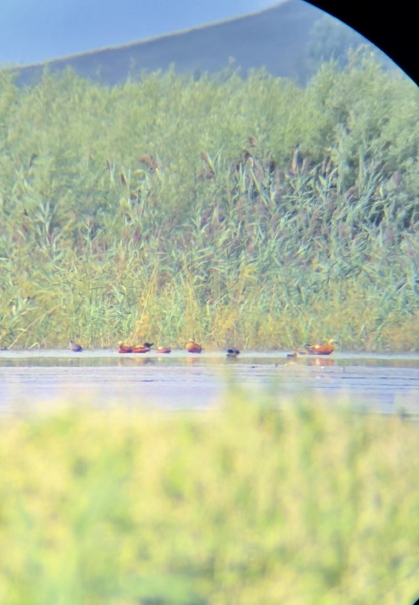 Ruddy Shelduck - ML623189599