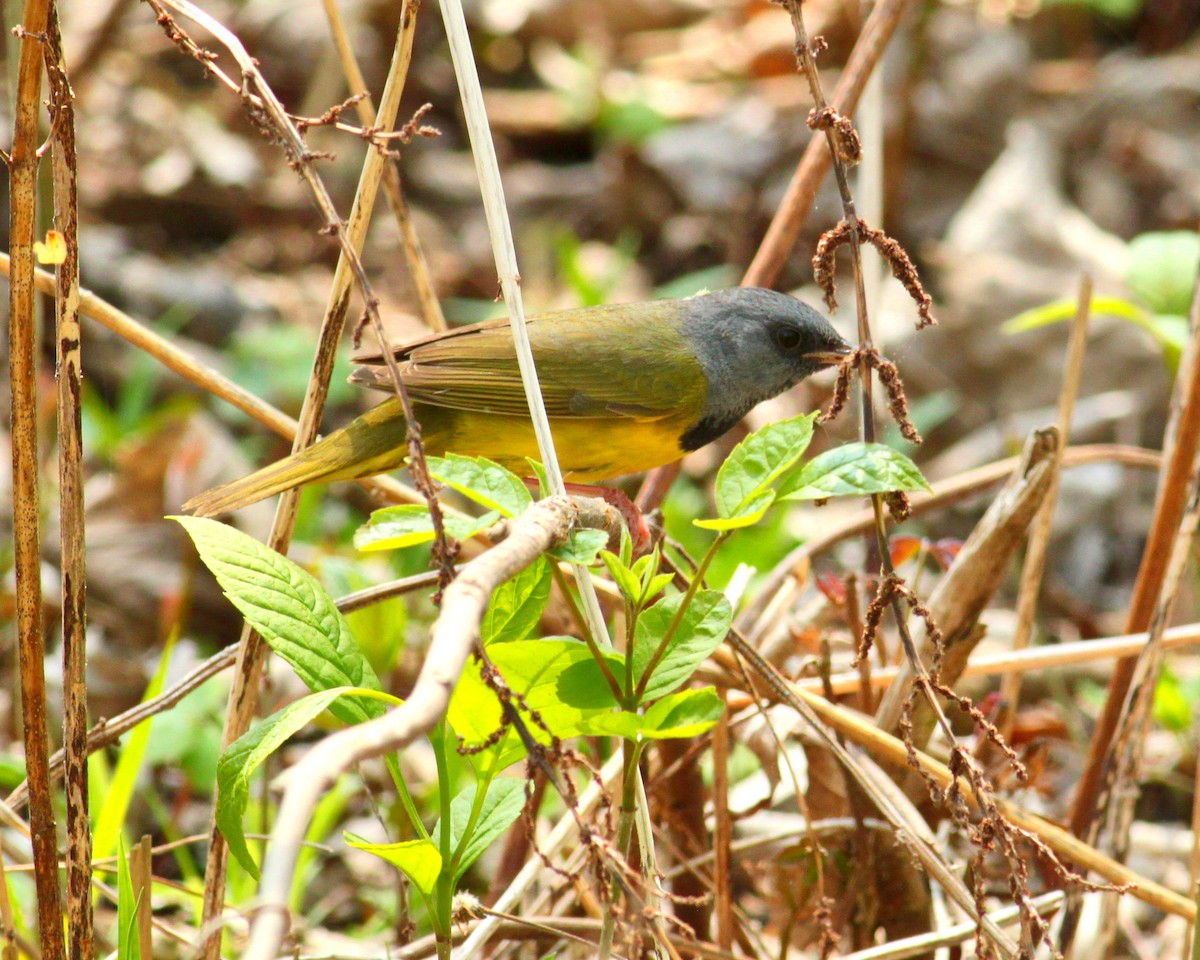 Mourning Warbler - Dennis McNeill