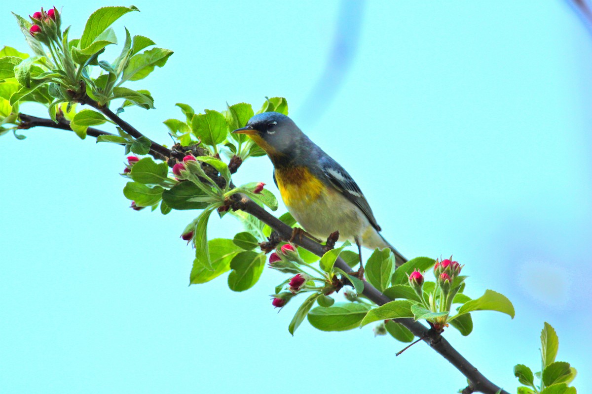 Northern Parula - ML623189607