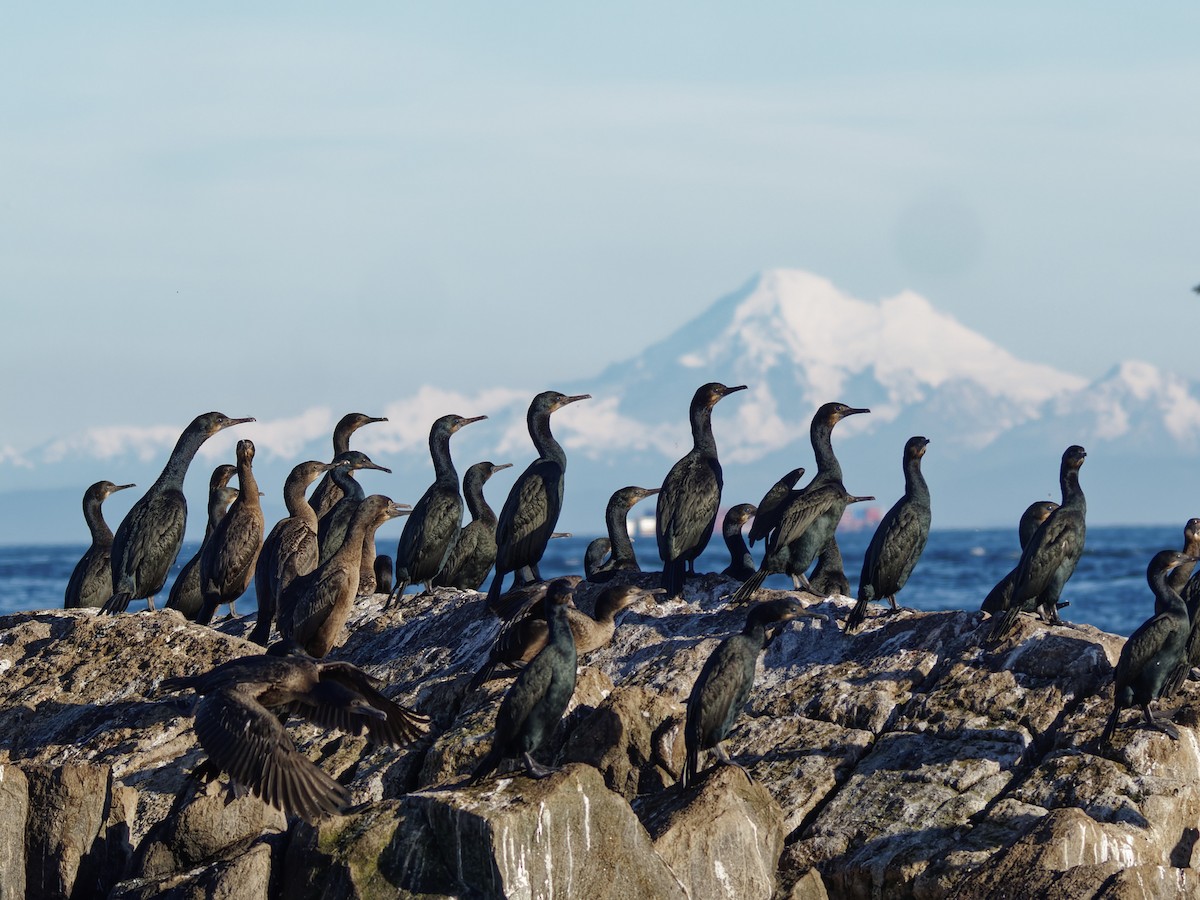 Brandt's Cormorant - Edith Holden