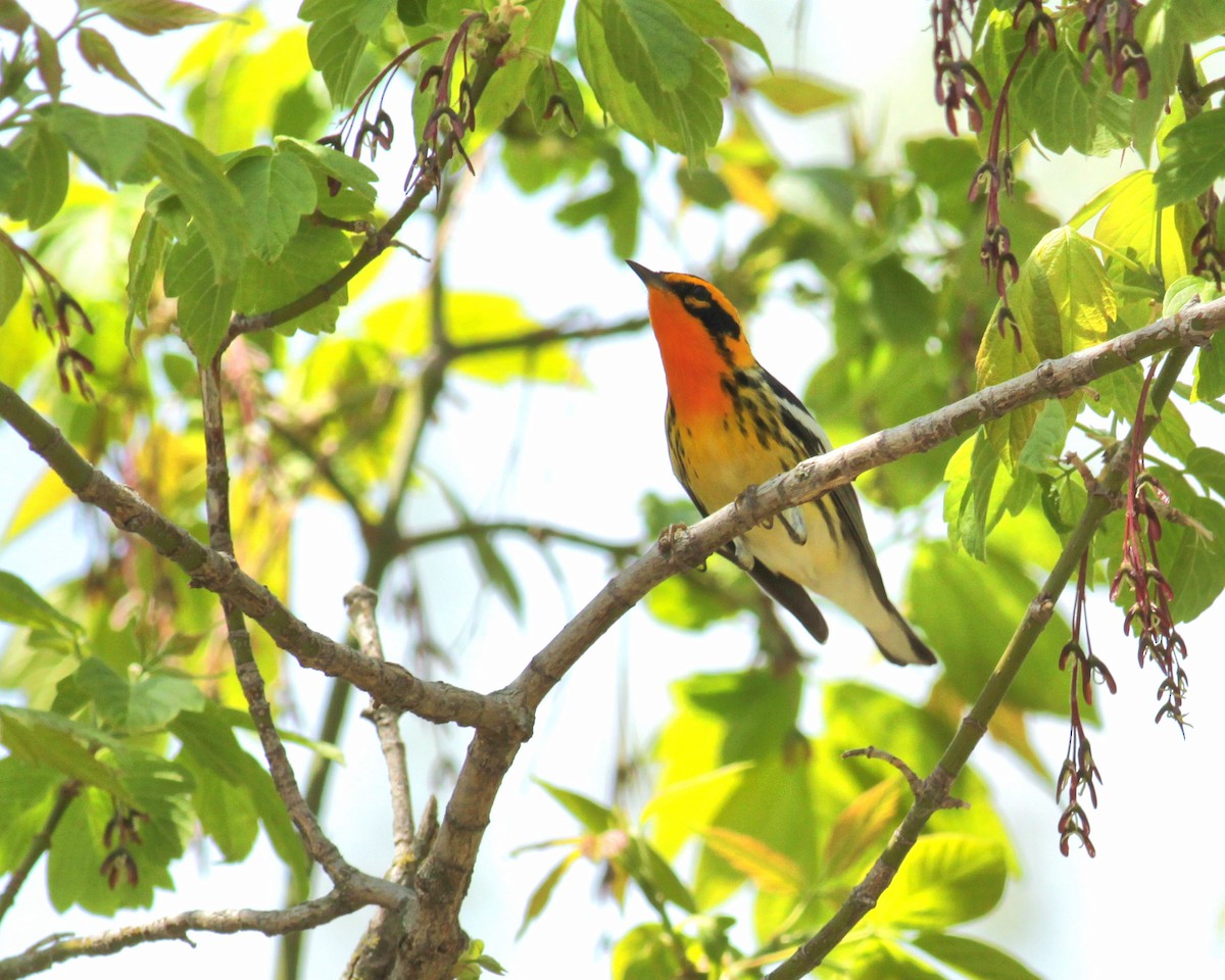 Blackburnian Warbler - ML623189628